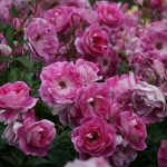 Brilliant Pink Iceberg (Бриллиант Пинк Айсберг)