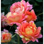 Rose des Cisterciens / Роз де Цістерс’єн