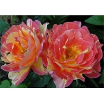 Rose des Cisterciens / Роз де Цістерс’єн
