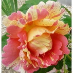 Rose des Cisterciens / Роз де Цістерс’єн