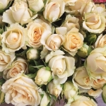 Cream Gracia / Крем Грація