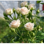 Cream Gracia / Крем Грація