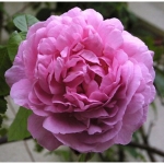 Constance Spry / Констанс Спрай