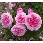 Gertrude Jekyll / Гертруда Джекілл