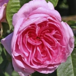 Gertrude Jekyll / Гертруда Джекілл
