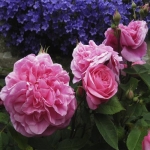 Gertrude Jekyll / Гертруда Джекілл