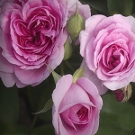 Gertrude Jekyll / Гертруда Джекілл