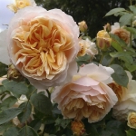 Ginger Syllabub / Джинджер Cалібаб