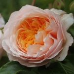 Ginger Syllabub / Джинджер Cалібаб
