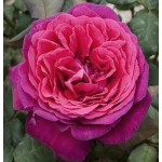Goethe Rose / Гете Розе