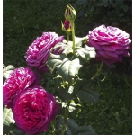 Goethe Rose / Гете Розе