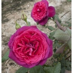 Goethe Rose / Гете Розе