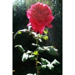 Goethe Rose / Гете Розе