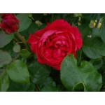 Red Leonardo da Vinci (Ред Леонардо да Вінчі) 