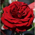 Jazz (Джаз)