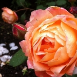 Lady Emma Hamilton / Леді Емма Гамільтон