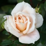 Lions Rose (Лионс Розе)