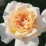 Lions Rose (Лионс Розе)