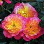 Mandarin / Мандарин