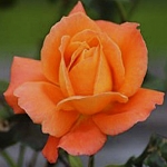 Orange Dawn (Оранж Доун)