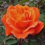 Orange Dawn (Оранж Доун)