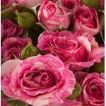 Pink Flash / Пінк Флеш