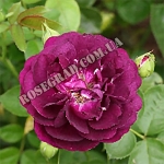 Purple Star / Перпл Стар