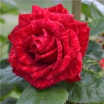 Red Intuition (Ред Интуишен)