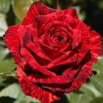 Red Intuition (Ред Интуишен)