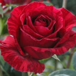 Red Intuition (Ред Интуишен)