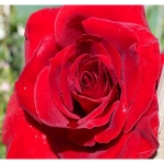 Red Parfum (Ред Парфум)