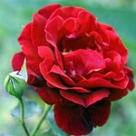 Red Parfum (Ред Парфум)
