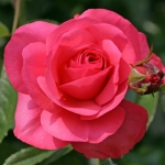 Rosanna / Розанна
