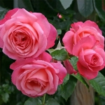 Rosanna / Розанна