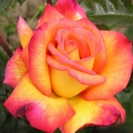 Sheila Perfume (Шейла Парфум)