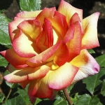 Sheila Perfume (Шейла Парфум)