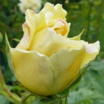 Cyrano de Bergerac (Сирано де Бержерак)