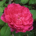 Sophy’s Rose / Софіc Роуз