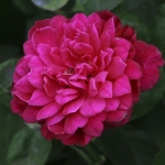 Sophy’s Rose / Софіc Роуз