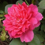 Sophy’s Rose / Софіc Роуз