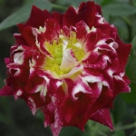 Sparkling Ruffles / Спарклін Раффлз