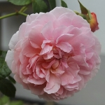 Strawberry Hill / Строберрі Гілл