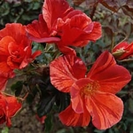 Tawny Tiger (Тауни Тайгер)