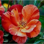 Tawny Tiger (Тауни Тайгер)