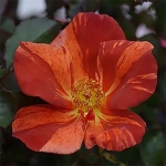 Tawny Tiger (Тауни Тайгер)