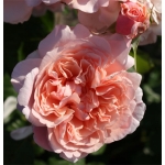 Rose de Tolbiac (Роуз де Толбиак)