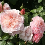 Rose de Tolbiac (Роуз де Толбиак)