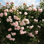 Rose de Tolbiac (Роуз де Толбиак)