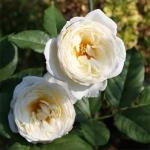 Uetersener Klosterrose Ютерзейн Клостерроуз