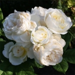 Uetersener Klosterrose Ютерзейн Клостерроуз